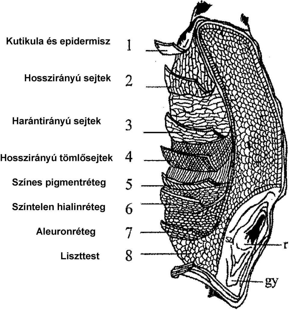 Hosszirányú tömlősejtek Színes