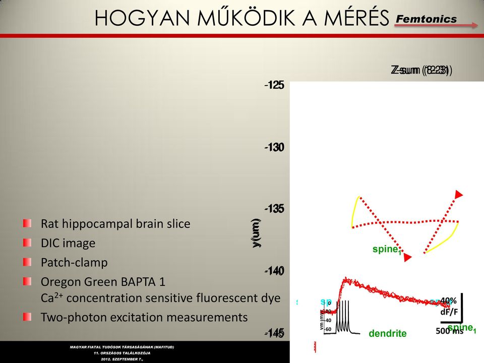 measurements y(um) -135-140 -145 sp spine 1 2 µm d sp0 sp40% d -20 df/f Vm (mv) -40-60 500 ms