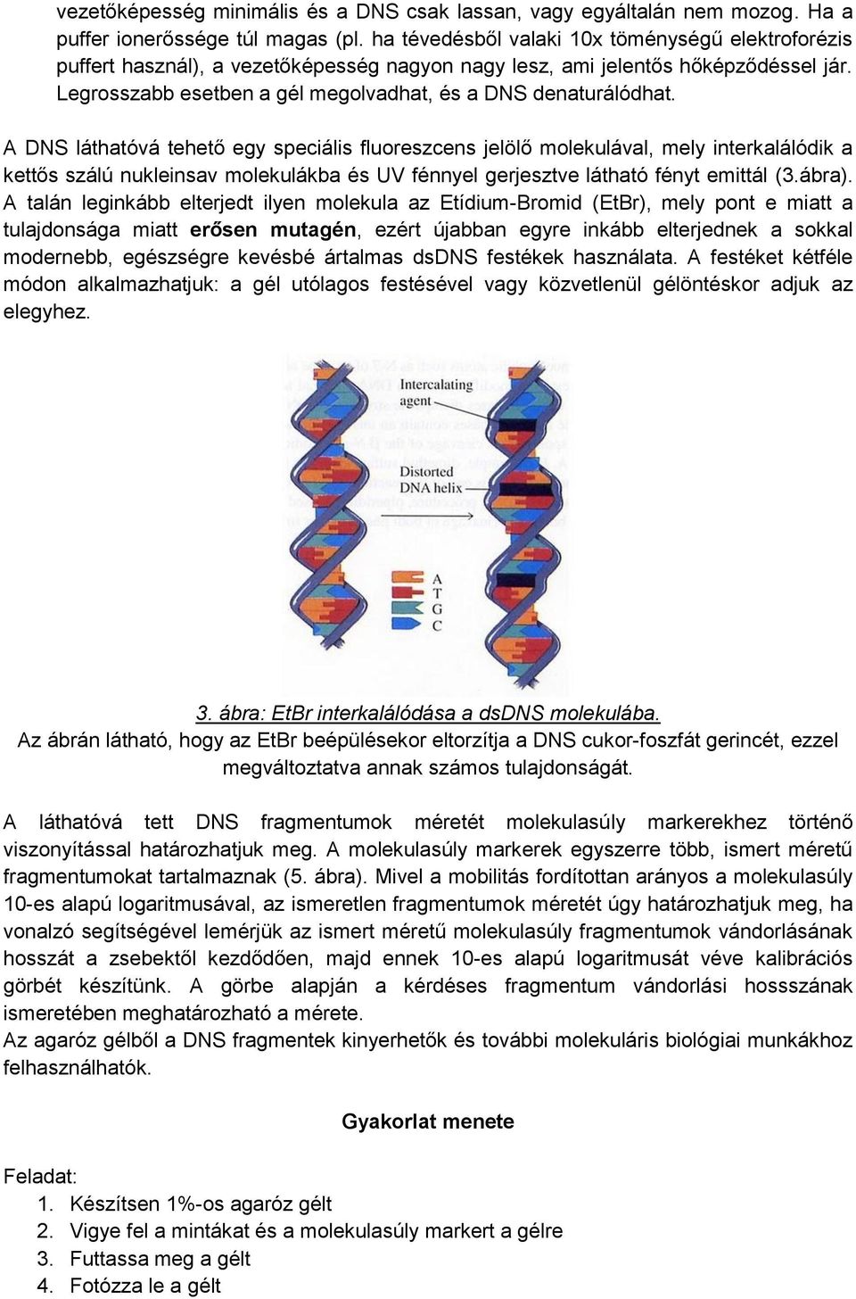 A DNS láthatóvá tehető egy speciális fluoreszcens jelölő molekulával, mely interkalálódik a kettős szálú nukleinsav molekulákba és UV fénnyel gerjesztve látható fényt emittál (3.ábra).