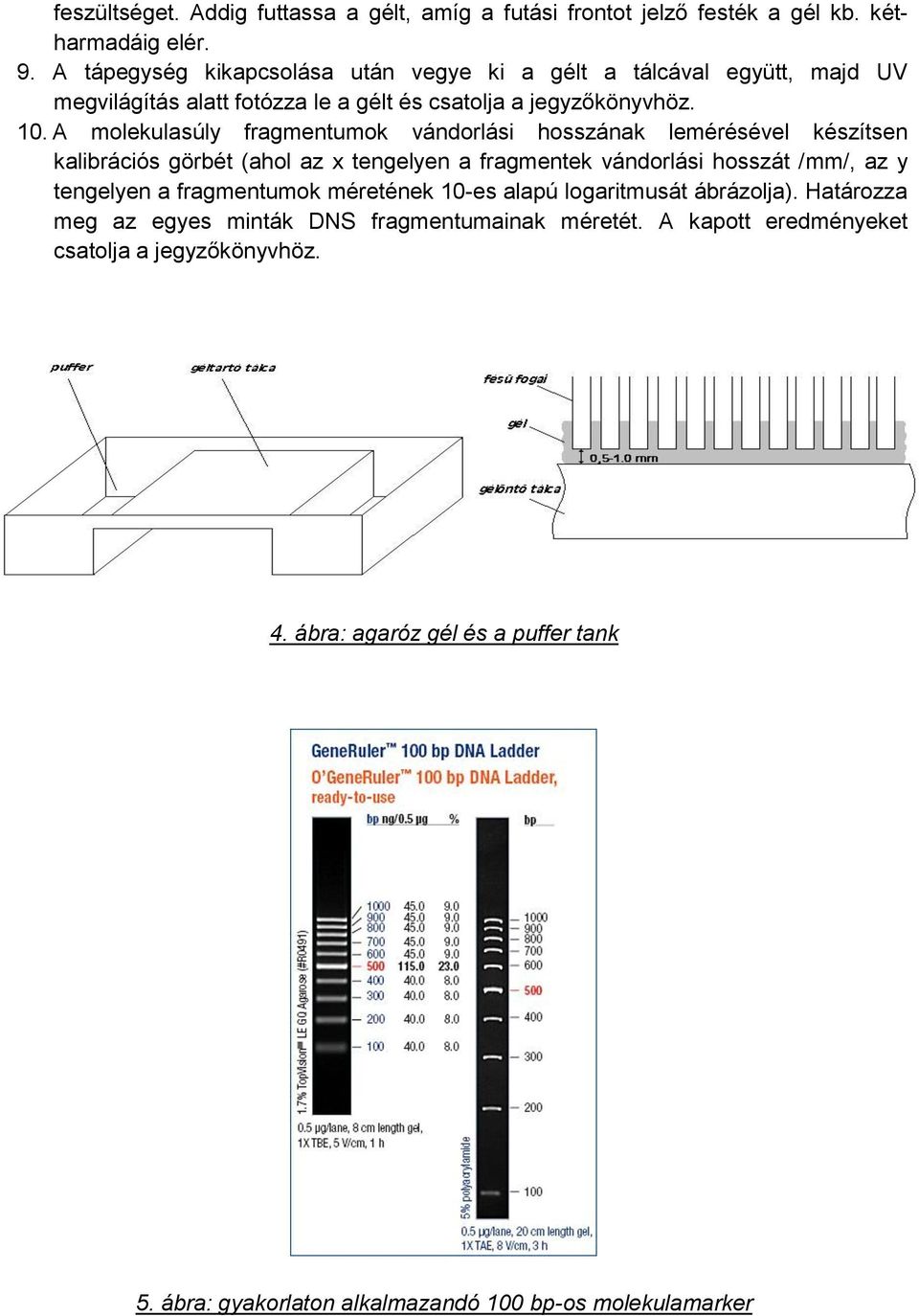 A molekulasúly fragmentumok vándorlási hosszának lemérésével készítsen kalibrációs görbét (ahol az x tengelyen a fragmentek vándorlási hosszát /mm/, az y tengelyen a