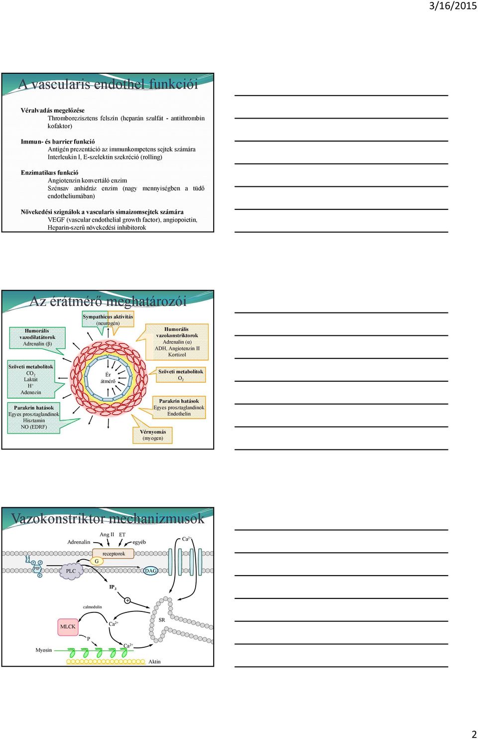 simaizomsejtek számára VEGF (vascular endothelial growth factor), angiopoietin, Heparinszerű növekedési inhibitorok Az érátmérő meghatározói Humorális vazodilatátorok Adrenalin (β) zöveti metabolitok