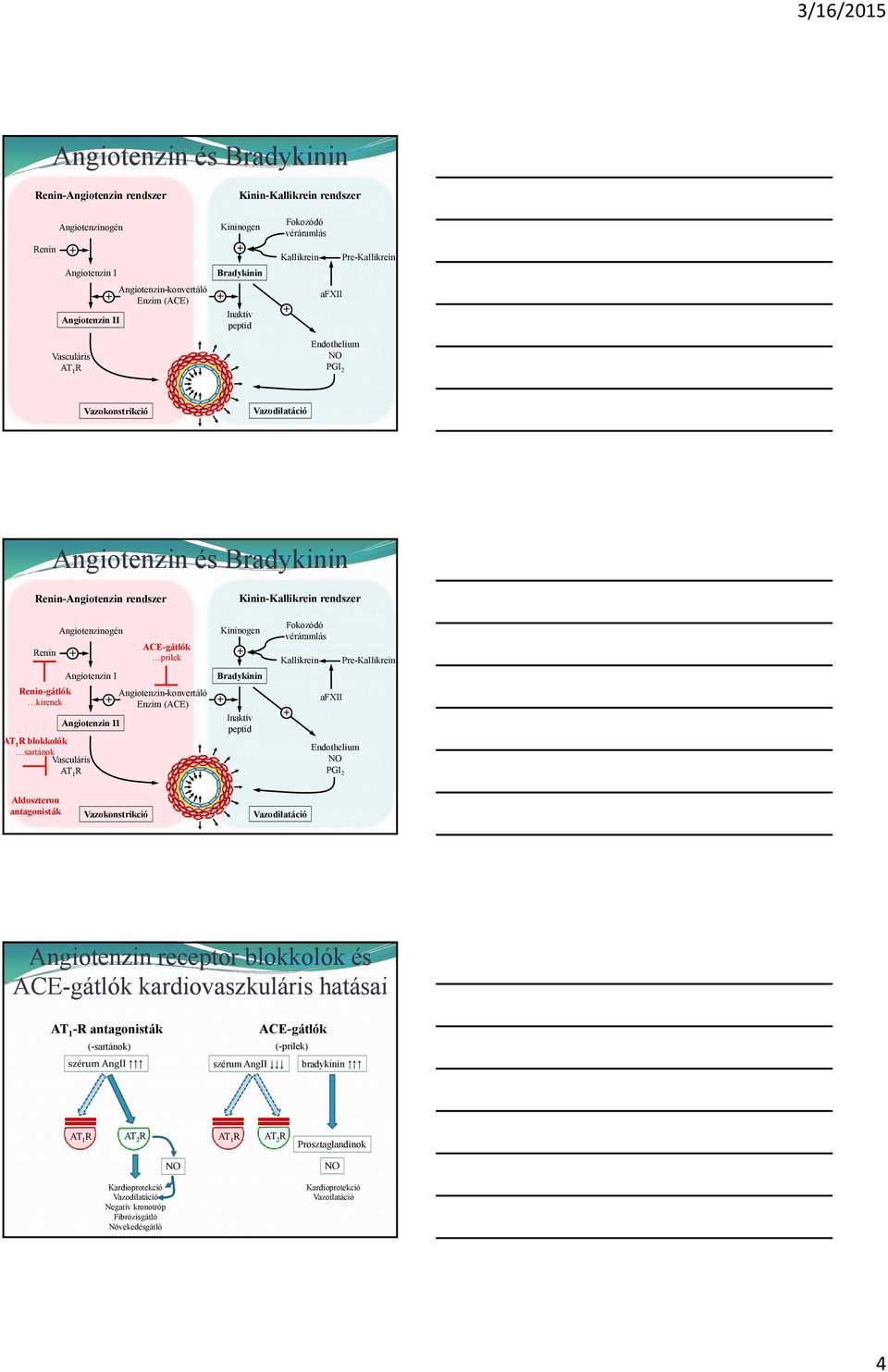 Angiotenzinogén Angiotenzin I Angiotenzin II A 1 R blokkolók sartánok Vasculáris A 1 R AEgátlók prilek Angiotenzinkonvertáló Enzim (AE) Kininogen Bradykinin Inaktív peptid Fokozódó véráramlás
