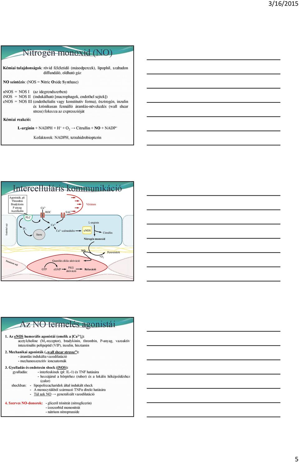 Kémiai reakció: NAH H O 2 itrullin NA Kofaktorok: NAH, tetrahidrobiopterin Endothel sejt Intercelluláris kommunikáció Agonisták, pl: hrombin Bradykinin anyag Acetilkolin I 3 L tore a 2 RO A a 2 a 2