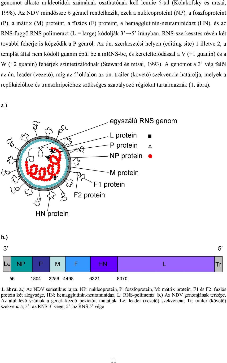 polimerázt (L = large) kódolják 3 5 irányban. RNS-szerkesztés révén két további fehérje is képződik a P génről. z ún.
