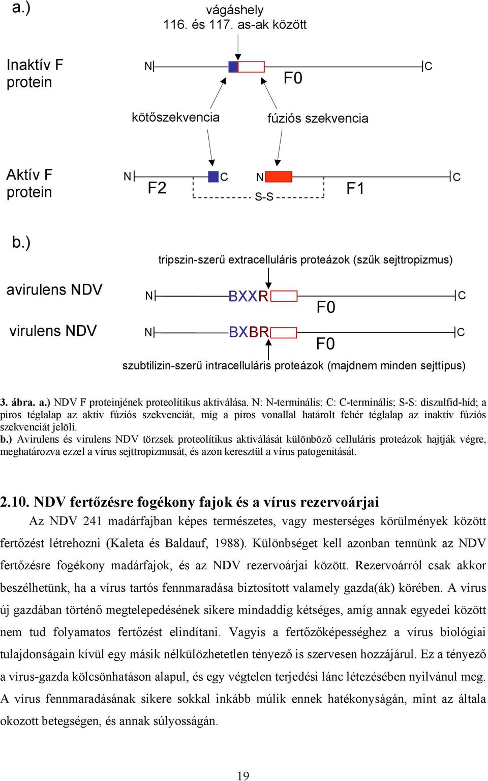 N: N-terminális; : -terminális; S-S: diszulfid-híd; a piros téglalap az aktív fúziós szekvenciát, míg a piros vonallal határolt fehér téglalap az inaktív fúziós szekvenciát jelöli. b.