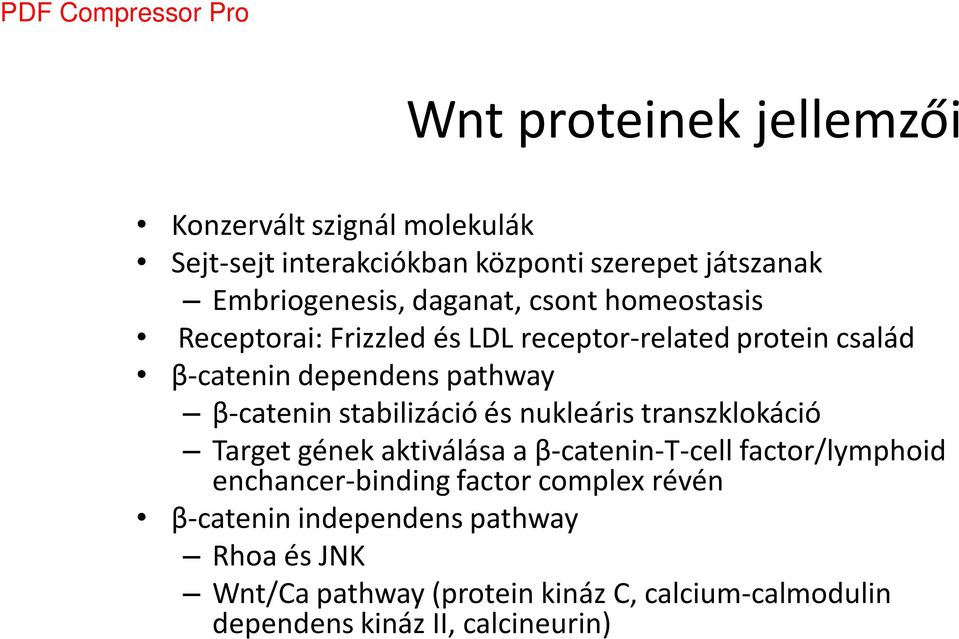 stabilizáció és nukleáris transzklokáció Target gének aktiválása a β-catenin-t-cell factor/lymphoid enchancer-binding factor