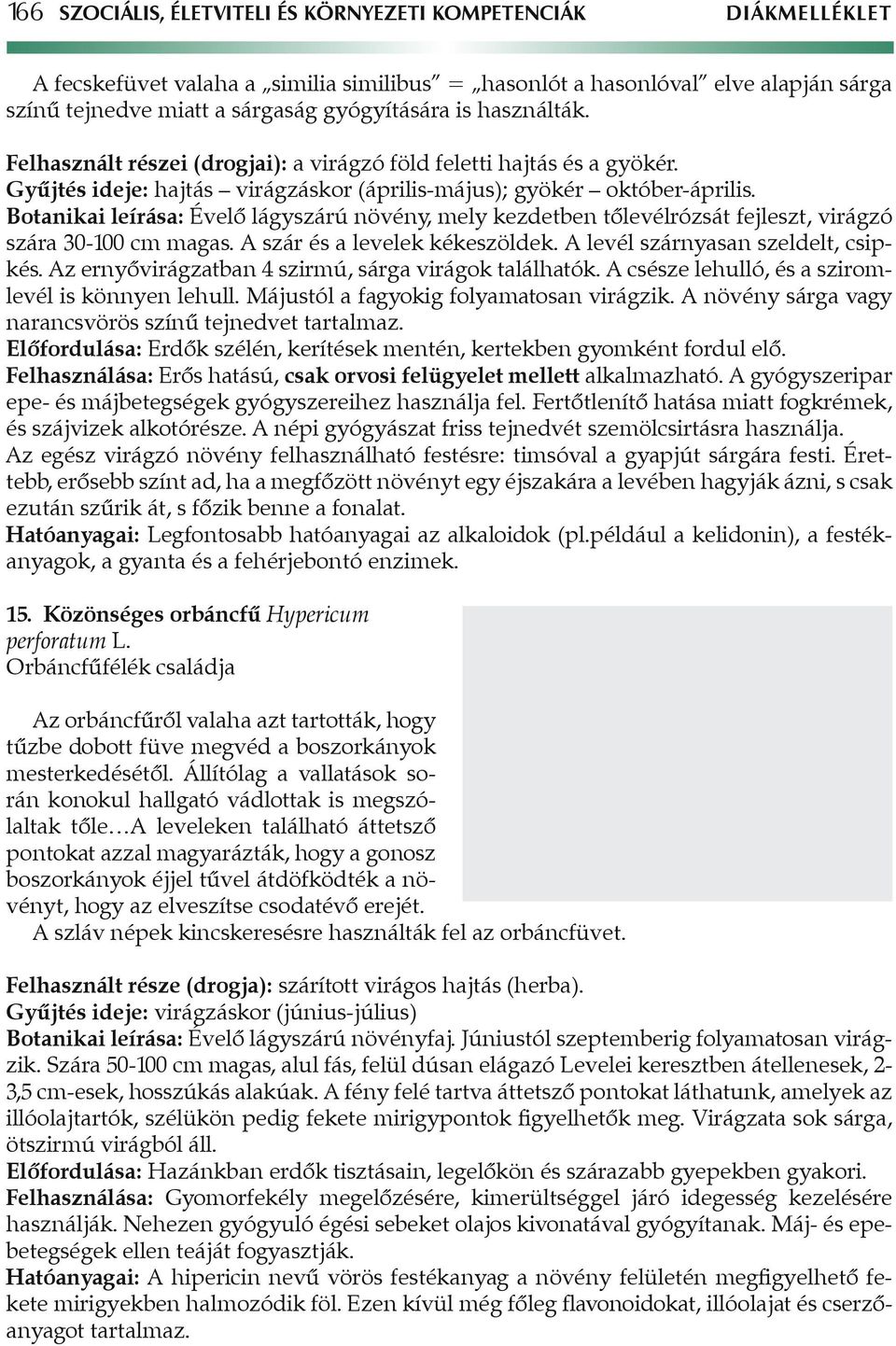 Botanikai leírása: Évelô lágyszárú növény, mely kezdetben tôlevélrózsát fejleszt, virágzó szára 30-100 cm magas. A szár és a levelek kékeszöldek. A levél szárnyasan szeldelt, csipkés.