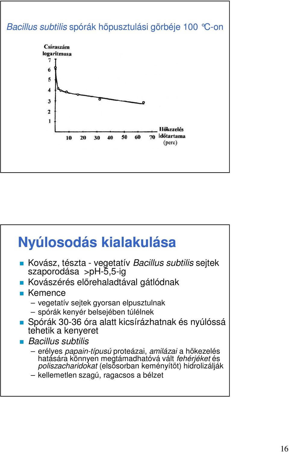 Spórák 30-36 óra alatt kicsírázhatnak és nyúlóssá tehetik a kenyeret Bacillus subtilis erélyes papain-típusú proteázai, amilázai a