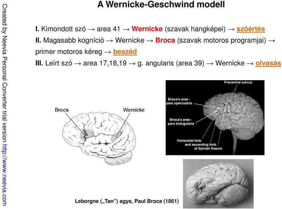 Magasabb kogníció Wernicke Broca (szavak motoros programjai) primer