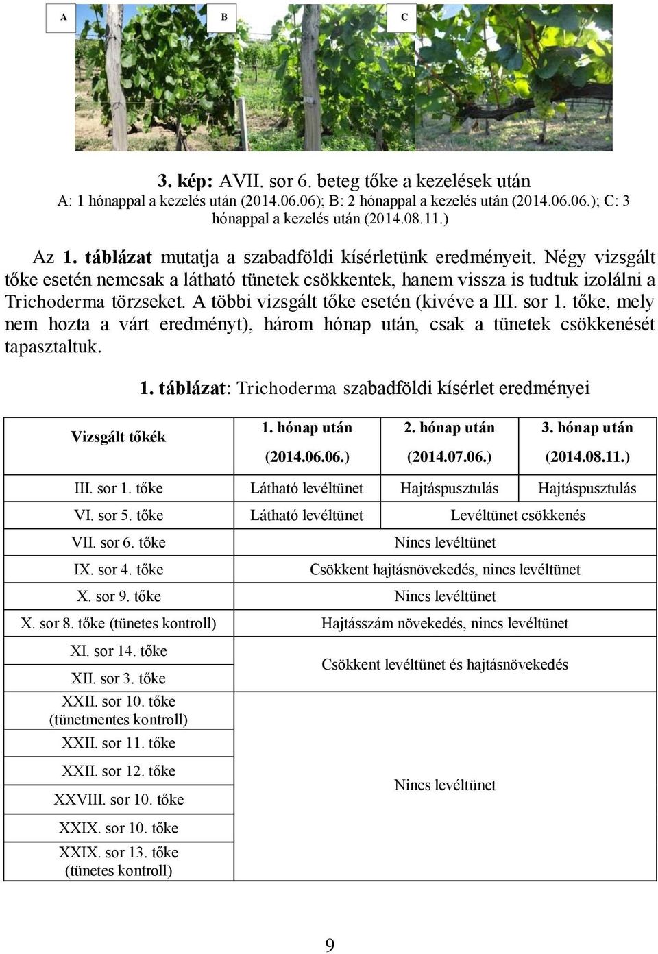 A többi vizsgált tőke esetén (kivéve a III. sor 1. tőke, mely nem hozta a várt eredményt), három hónap után, csak a tünetek csökkenését tapasztaltuk. 1. táblázat: Trichoderma szabadföldi kísérlet eredményei Vizsgált tőkék 1.