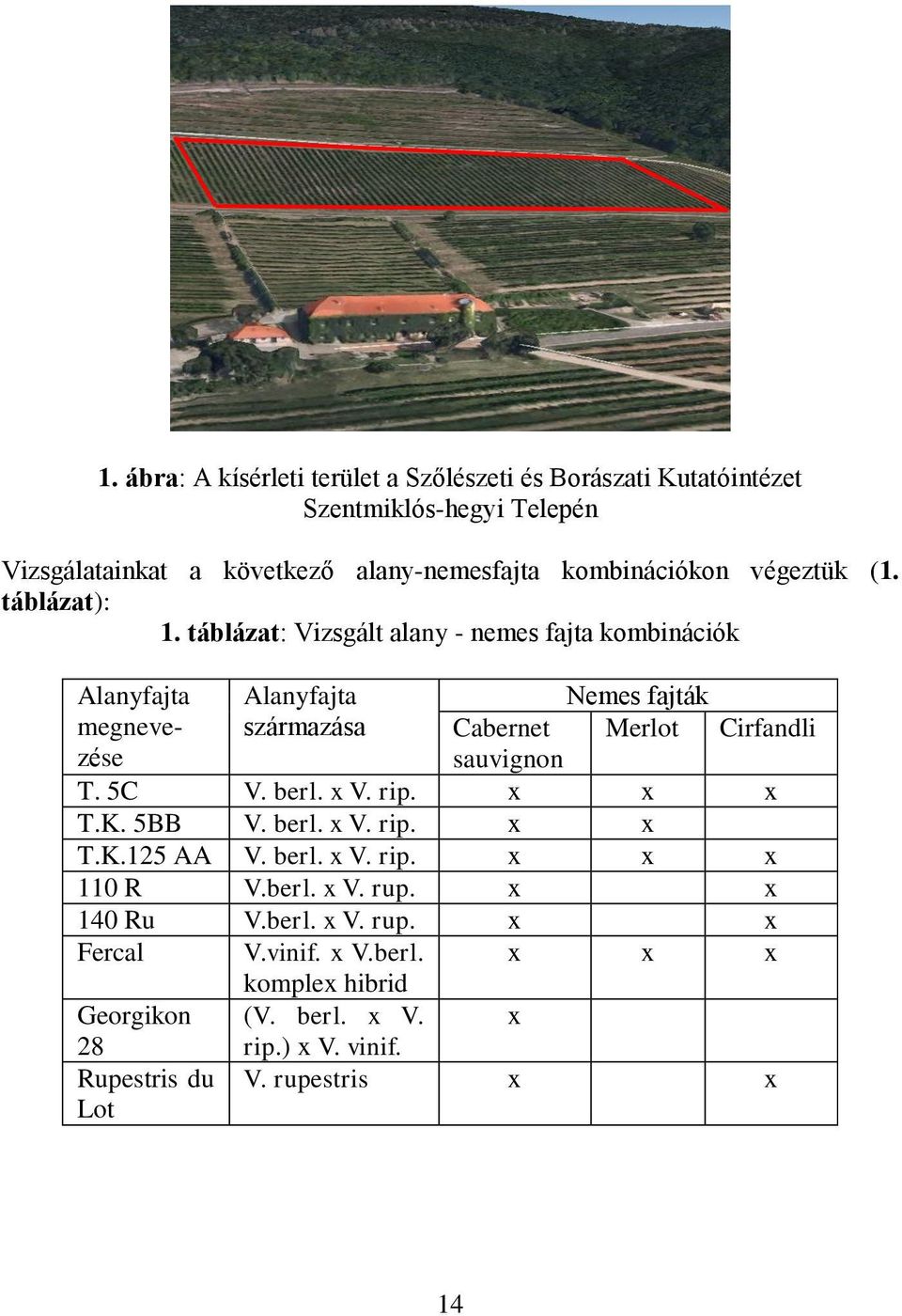 táblázat: Vizsgált alany - nemes fajta kombinációk Alanyfajta Alanyfajta Nemes fajták megnevezése származása Cabernet Merlot Cirfandli sauvignon T. 5C V.