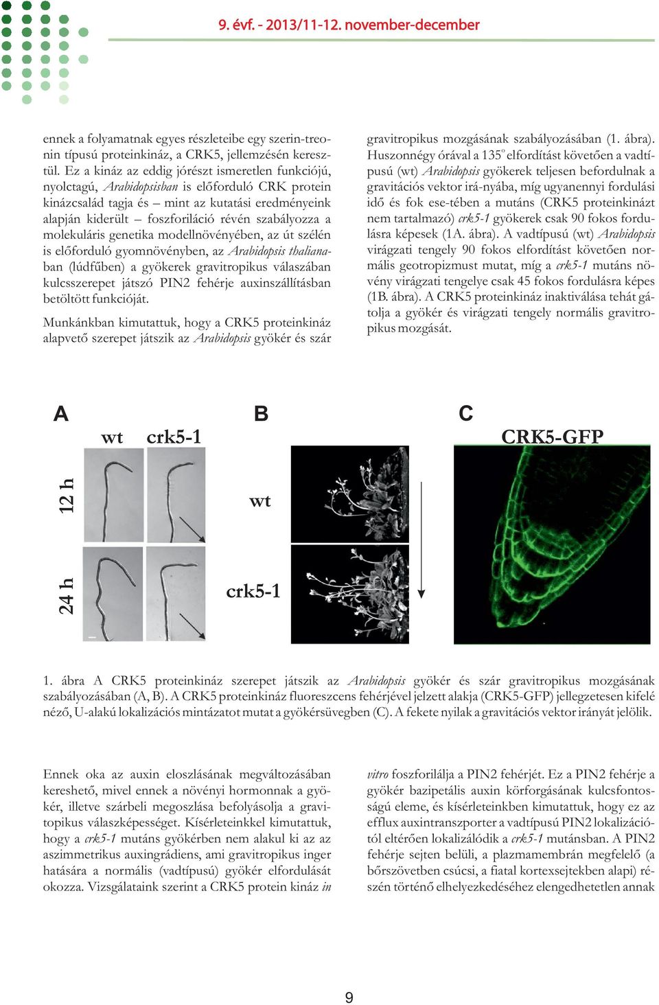 szabályozza a molekuláris genetika modellnövényében, az út szélén is előforduló gyomnövényben, az Arabidopsis thalianaban (lúdfűben) a gyökerek gravitropikus válaszában kulcsszerepet játszó PIN2