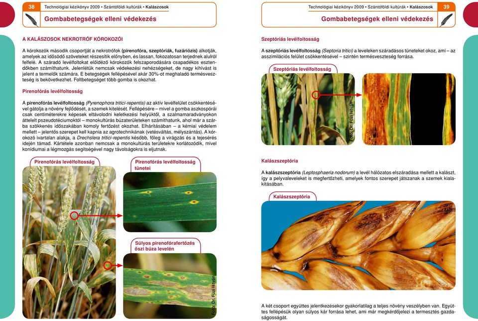 Jelenlétu k nemcsak védekezési nehézségeket, de nagy kihívást is jelent a termelôk számára. E betegségek fellépésével akár 30%-ot meghaladó termésveszteség is bekövetkezhet.