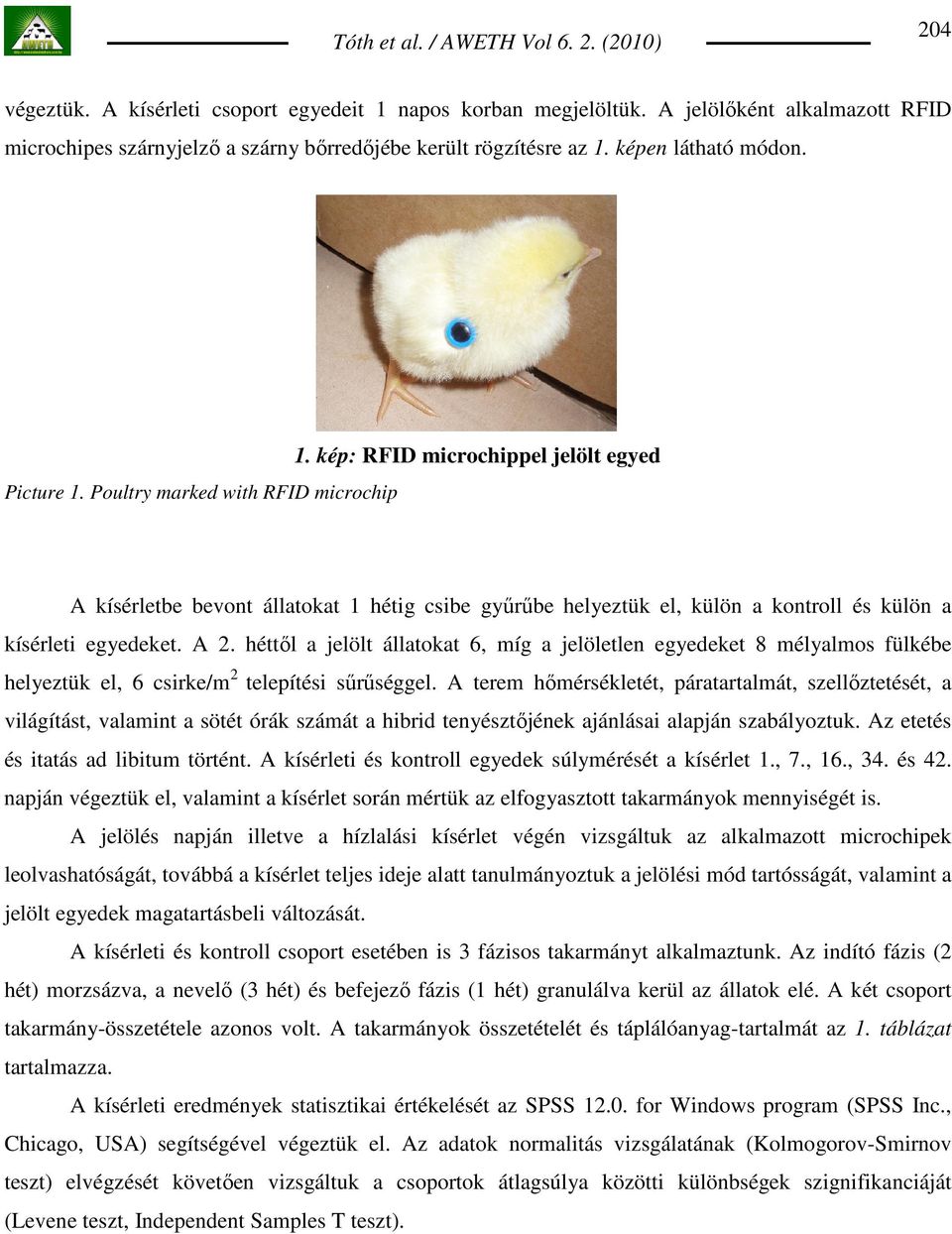 A 2. héttıl a jelölt állatokat 6, míg a jelöletlen egyedeket 8 mélyalmos fülkébe helyeztük el, 6 csirke/m 2 telepítési sőrőséggel.