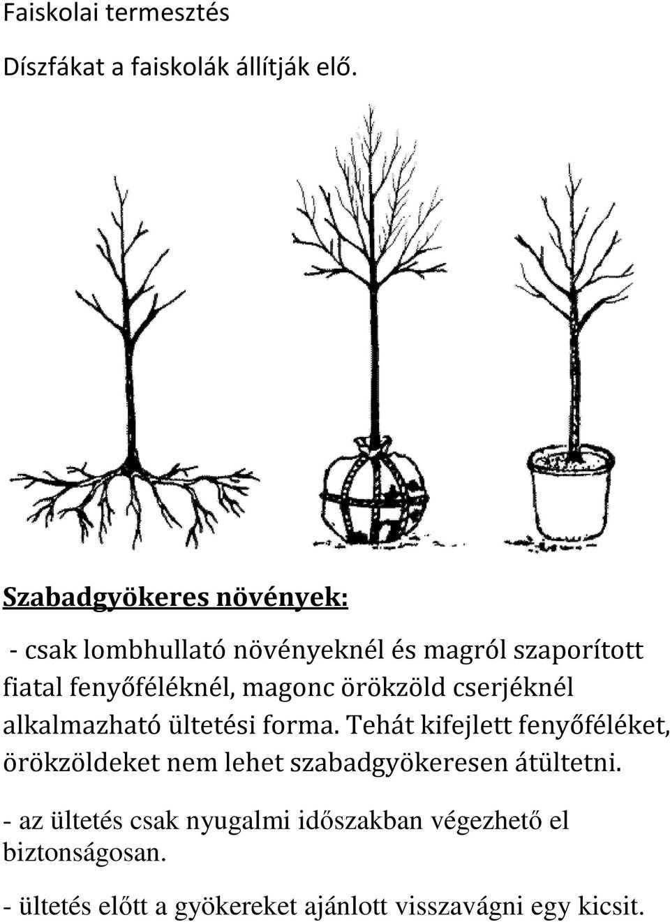 magonc örökzöld cserjéknél alkalmazható ültetési forma.