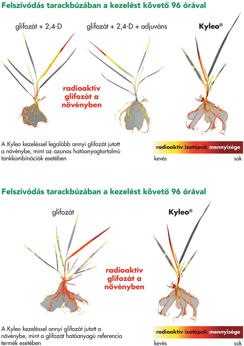 izotópok mennyisége kevés sok Felszívódás tarackbúzában a kezelést követô 96 órával Kyleo radioaktív a növényben A