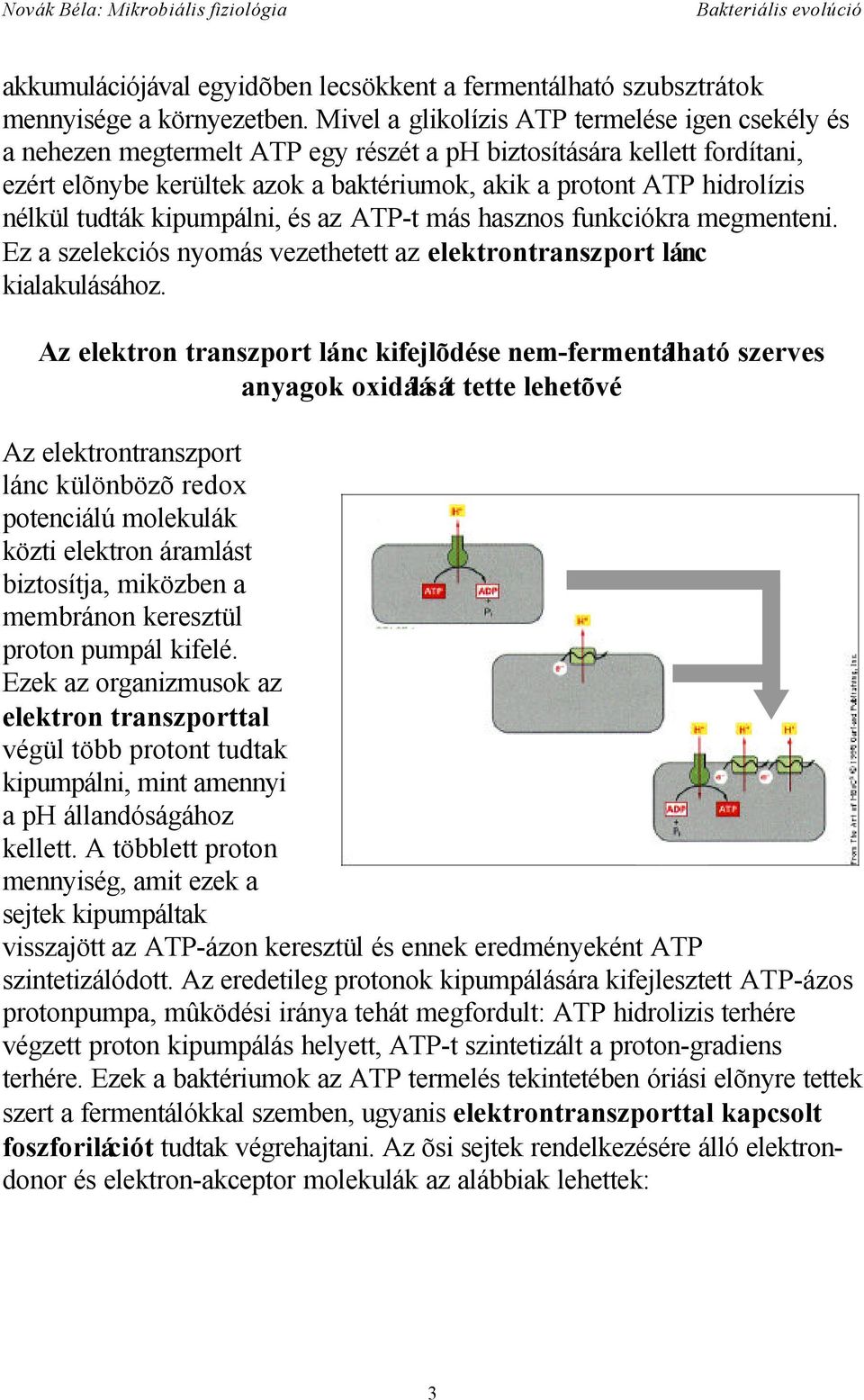 nélkül tudták kipumpálni, és az ATP-t más hasznos funkciókra megmenteni. Ez a szelekciós nyomás vezethetett az elektrontranszport lánc kialakulásához.