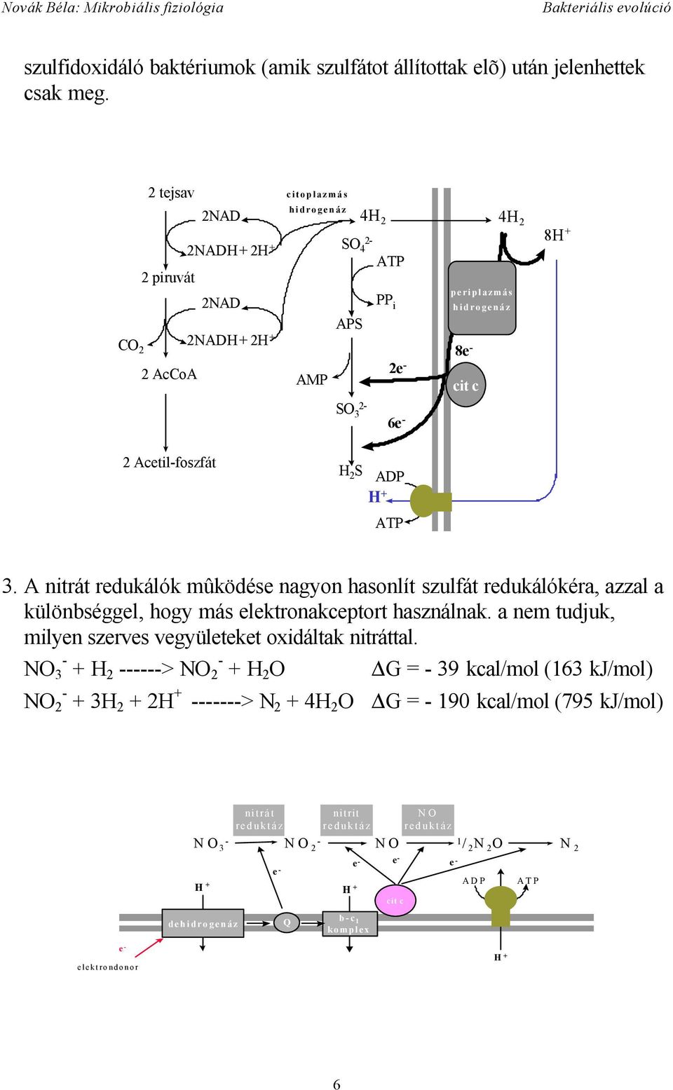 ADP ATP 3. A nitrát redukálók mûködése nagyon hasonlít szulfát redukálókéra, azzal a különbséggel, hogy más elektronakceptort használnak.