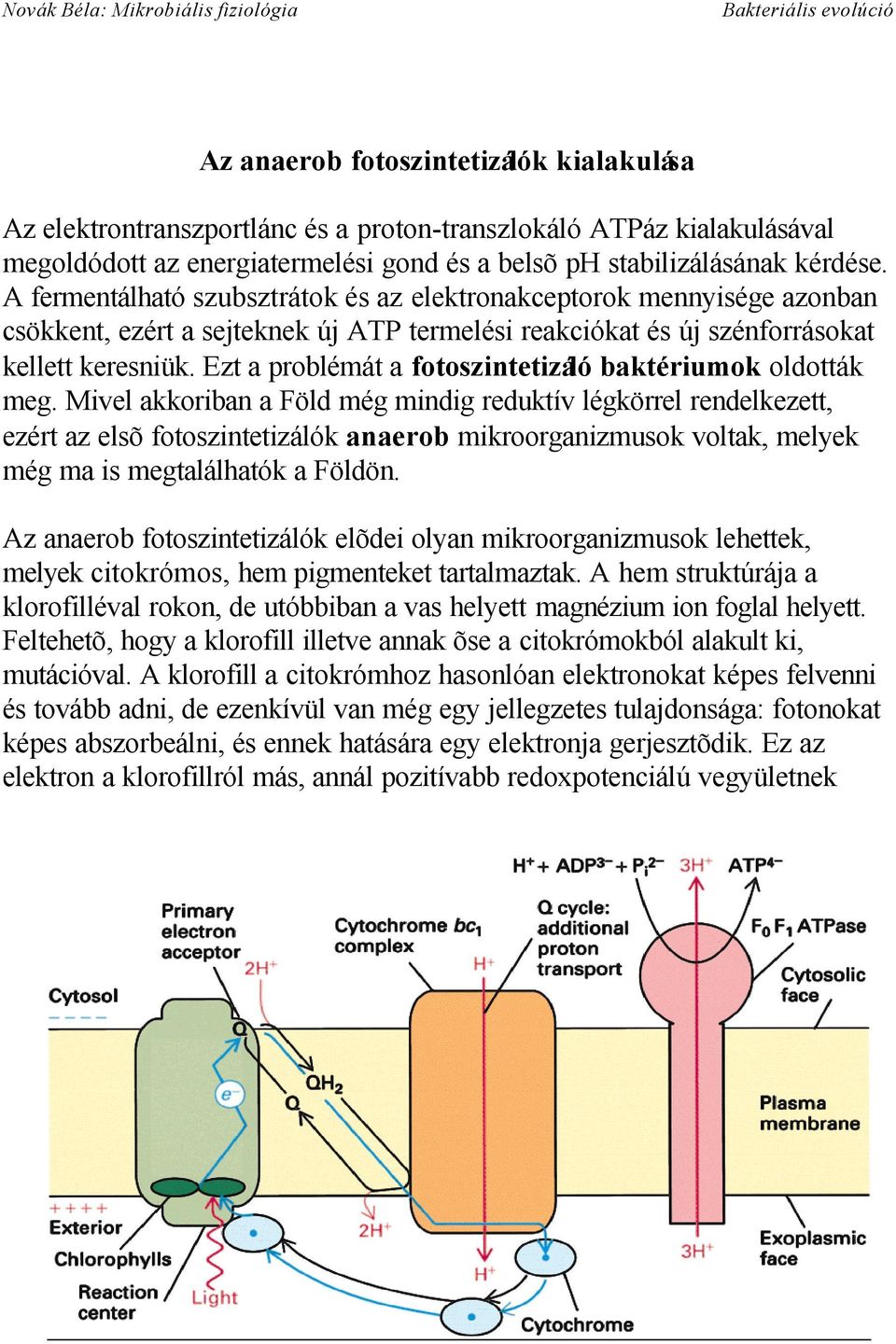 Ezt a problémát a fotoszintetizáló baktériumok oldották meg.