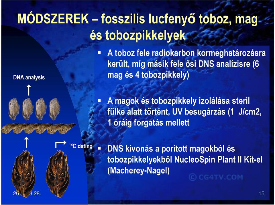 PCR produktum tesztelése agaróz gélen ráamplifikálás szekvenálás Marker választás: pszeudo-gének, mikroszatelliták, intergénikus spacer-ek és intronok (rövid 136-220 bázispáros szakaszok.