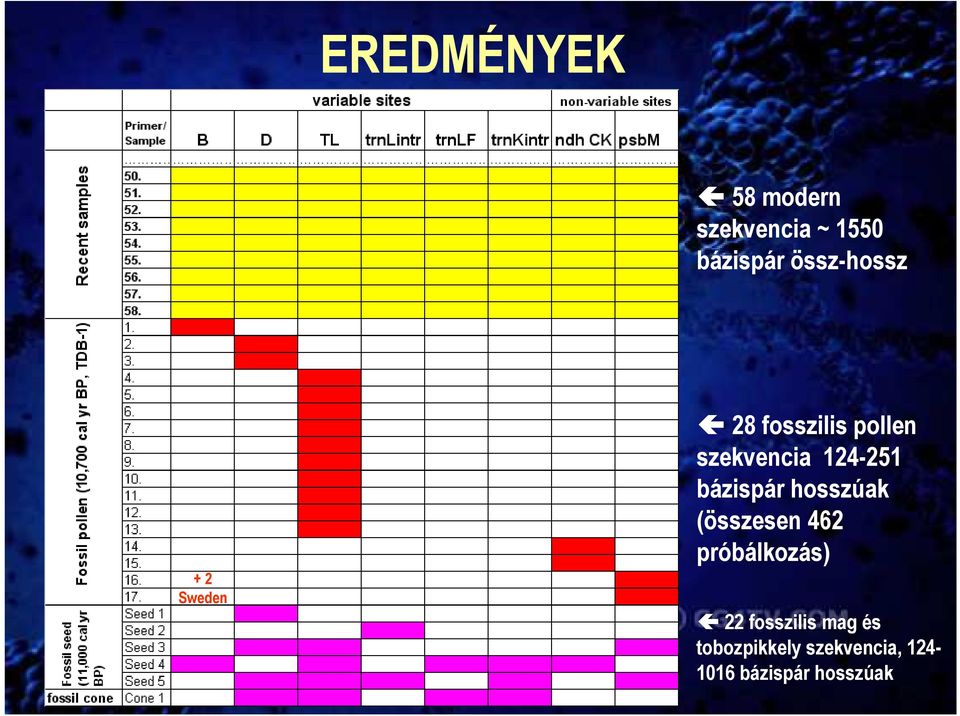 csíkok Olyan haplotipusok voltak jelen az ısi anyagban amik ma hiányoznak a