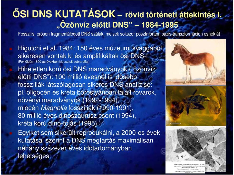 évesnél is idısebb fosszíliák látszólagosan sikeres DNS analízise: pl.