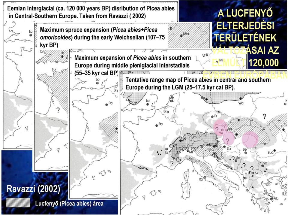 expansion of Picea abies in southern Europe during middle pleniglacial interstadials (55 35 kyr cal BP) A LUCFENYİ ELTERJEDÉSI TERÜLETÉNEK