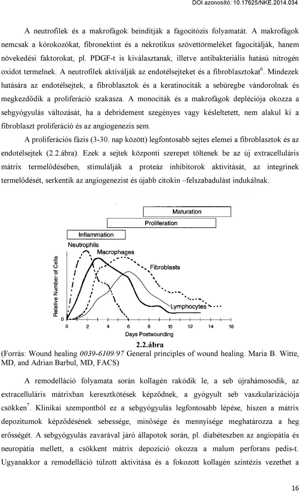 Mindezek hatására az endotélsejtek, a fibroblasztok és a keratinociták a sebüregbe vándorolnak és megkezdődik a proliferáció szakasza.