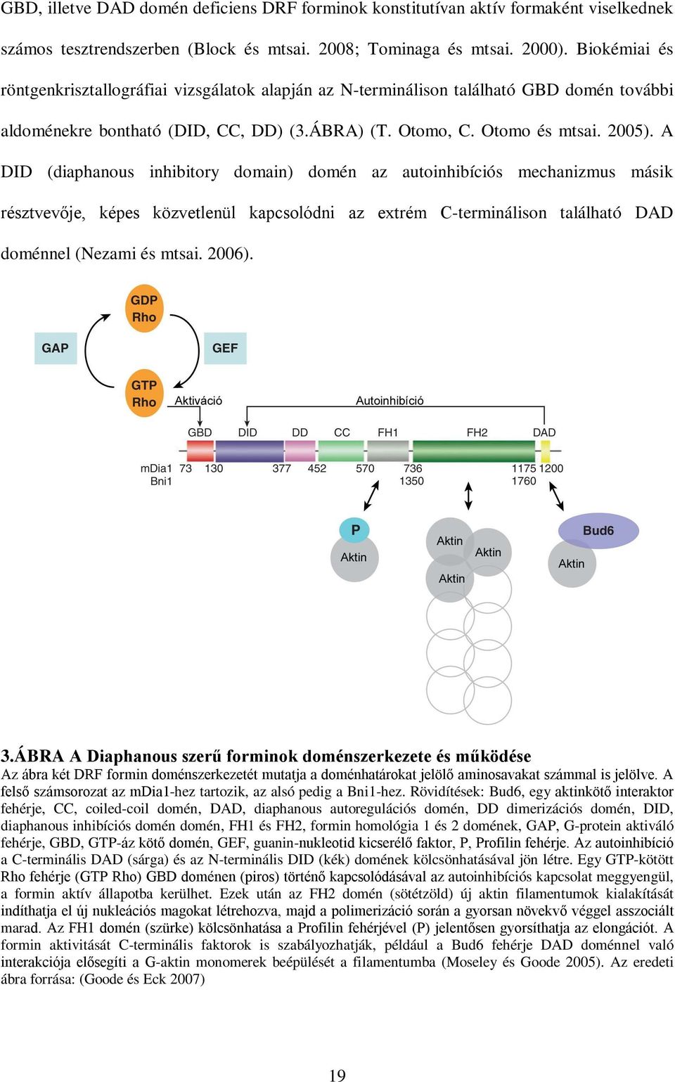 A DID (diaphanous inhibitory domain) domén az autoinhibíciós mechanizmus másik résztvevője, képes közvetlenül kapcsolódni az extrém C-terminálison található DAD doménnel (Nezami és mtsai. 2006). 3.