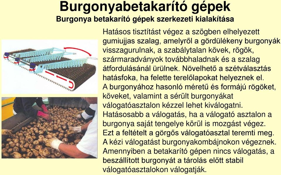 A burgonyához hasonló méretű és formájú rögöket, köveket, valamint a sérült burgonyákat válogatóasztalon kézzel lehet kiválogatni.