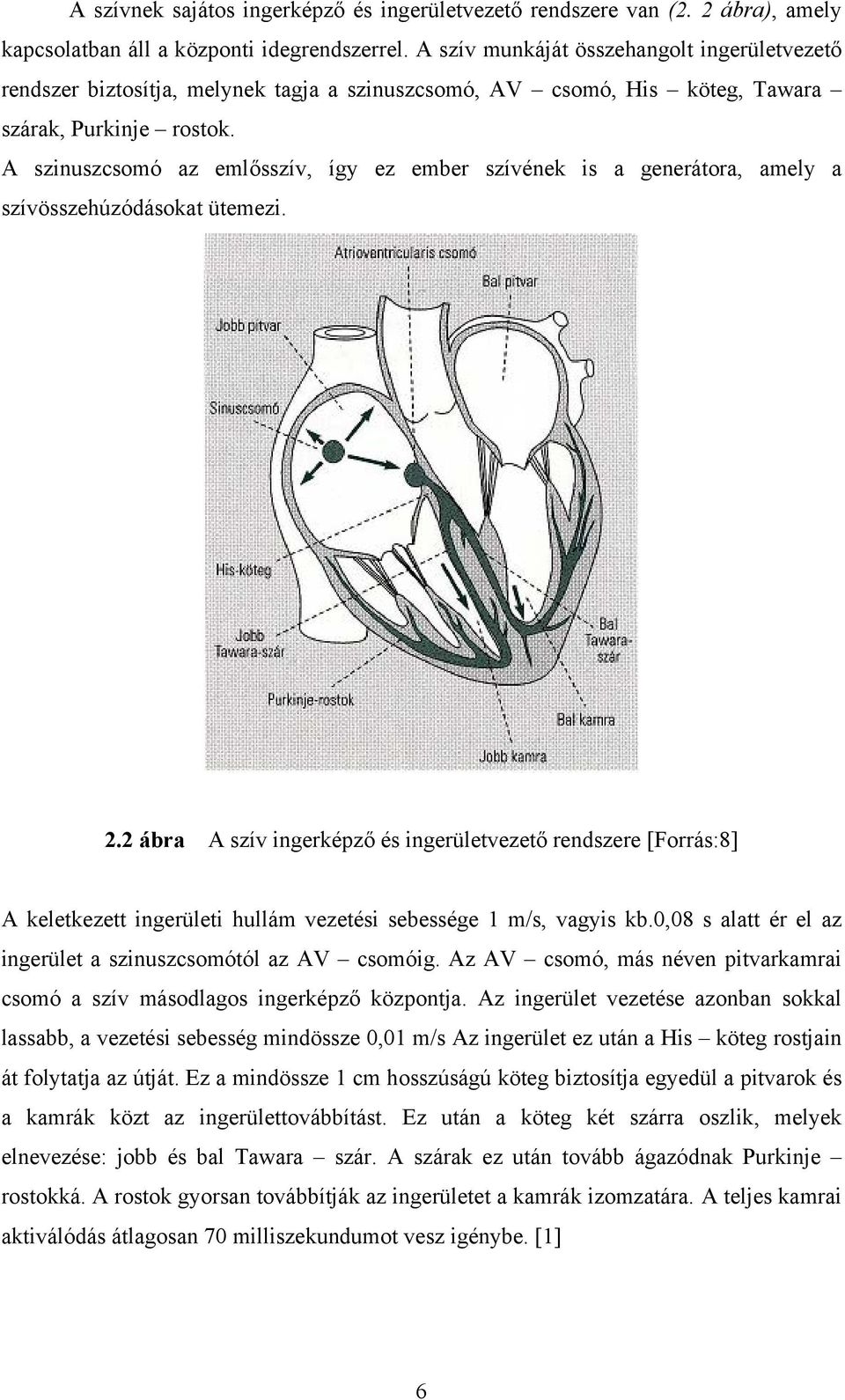 A szinuszcsomó az emlősszív, így ez ember szívének is a generátora, amely a szívösszehúzódásokat ütemezi. 2.