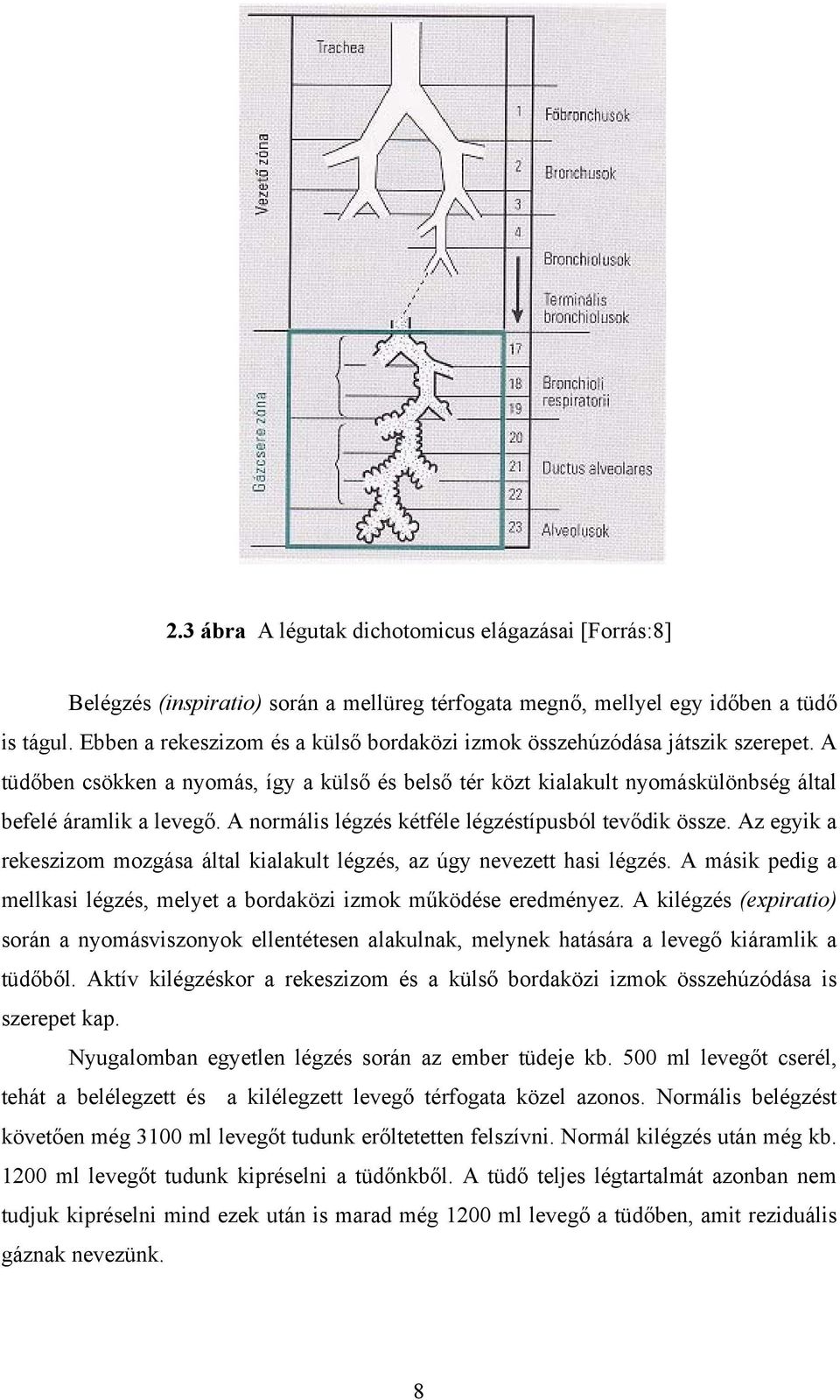 A normális légzés kétféle légzéstípusból tevődik össze. Az egyik a rekeszizom mozgása által kialakult légzés, az úgy nevezett hasi légzés.