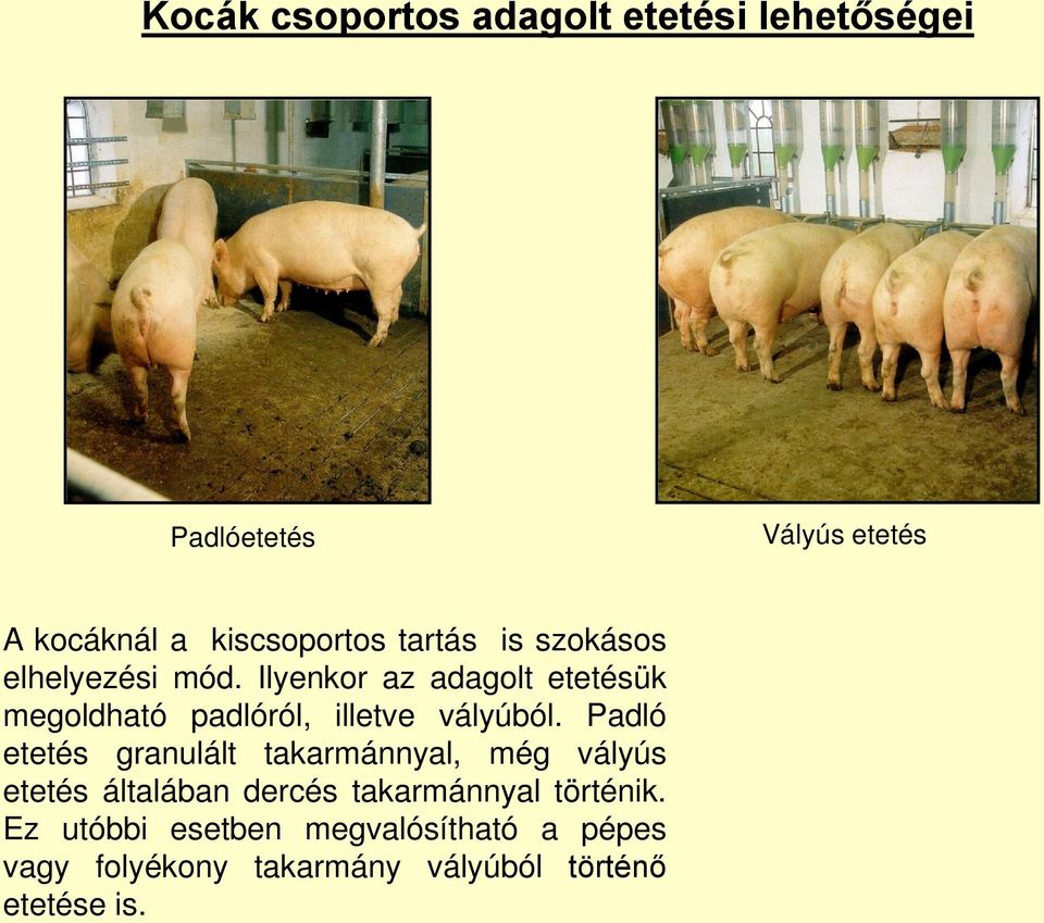 Ilyenkor az adagolt etetésük megoldható padlóról, illetve vályúból.