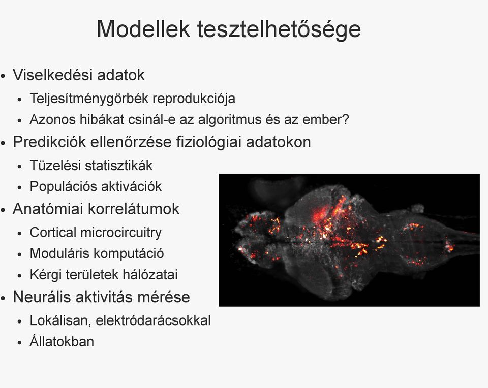 Predikciók ellenőrzése fiziológiai adatokon Tüzelési statisztikák Populációs aktivációk