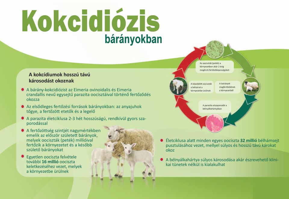 nagymértékben emelik az először született bárányok, melyek oociszták (peték) millióival fertőzik a környezetet és a később születő bárányokat Egyetlen oociszta felvétele további 16 millió oociszta
