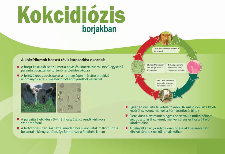 okozza A fertőzőképes oocisztákat a - betegségen már átesett előző állományok által - megfertőzött környezetből veszik fel 21. naptól Az oociszták akár 2 évig túlélnek a környezetben 18-21.