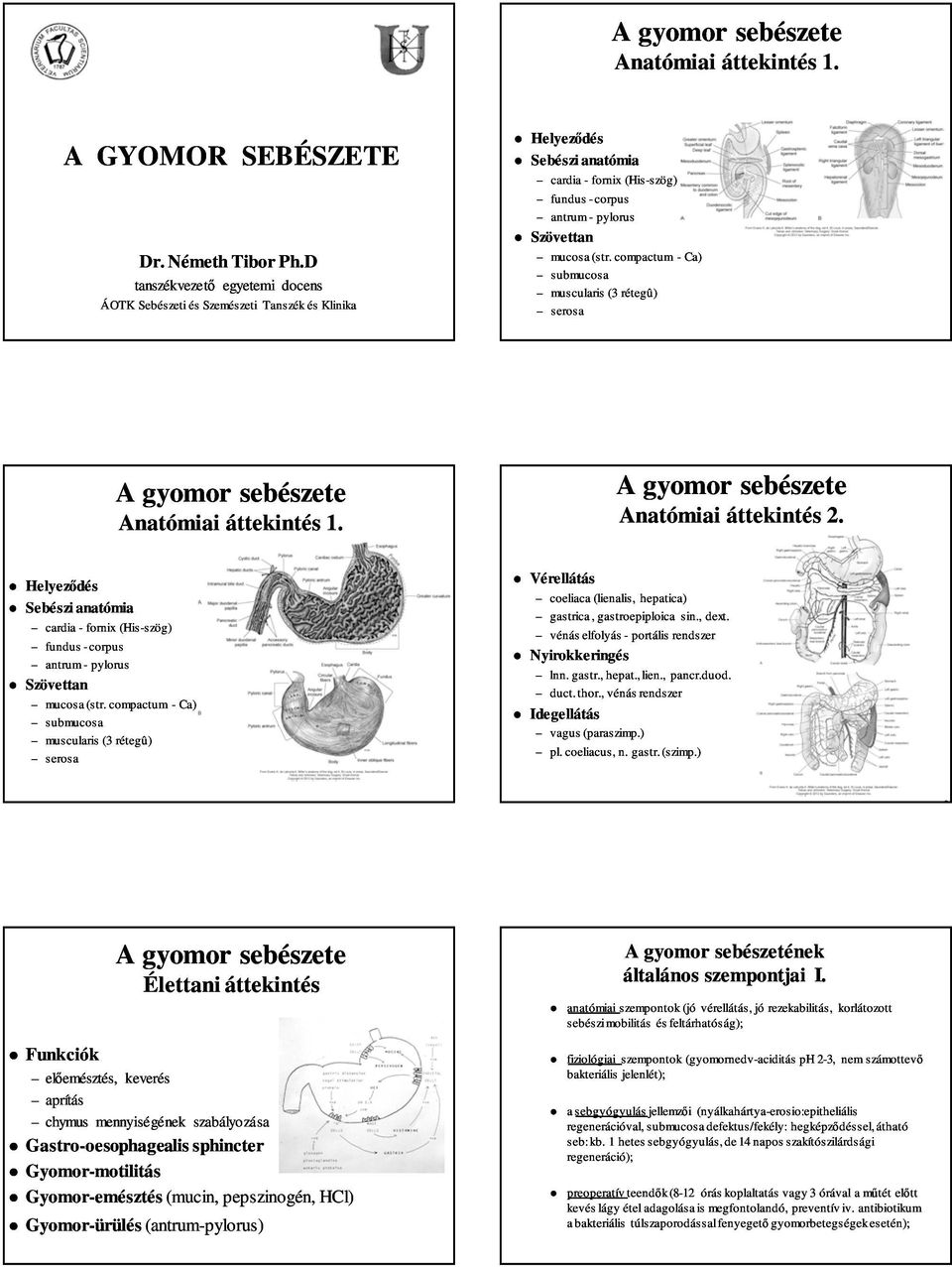 compactum - Ca) submucosa muscularis (3 rétegû) serosa A gyomor sebészete Anatómiai áttekintés 1. A gyomor sebészete Anatómiai áttekintés 2.