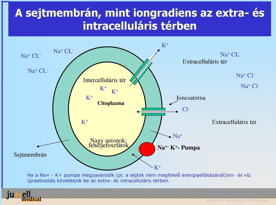 Extracelluláris tér Sejtmembrán Nagy anionok: fehérjefoszfátok Na + Na +- K + - Pumpa Ha a Na+ - K+ pumpa