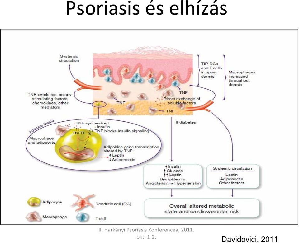 elhízás