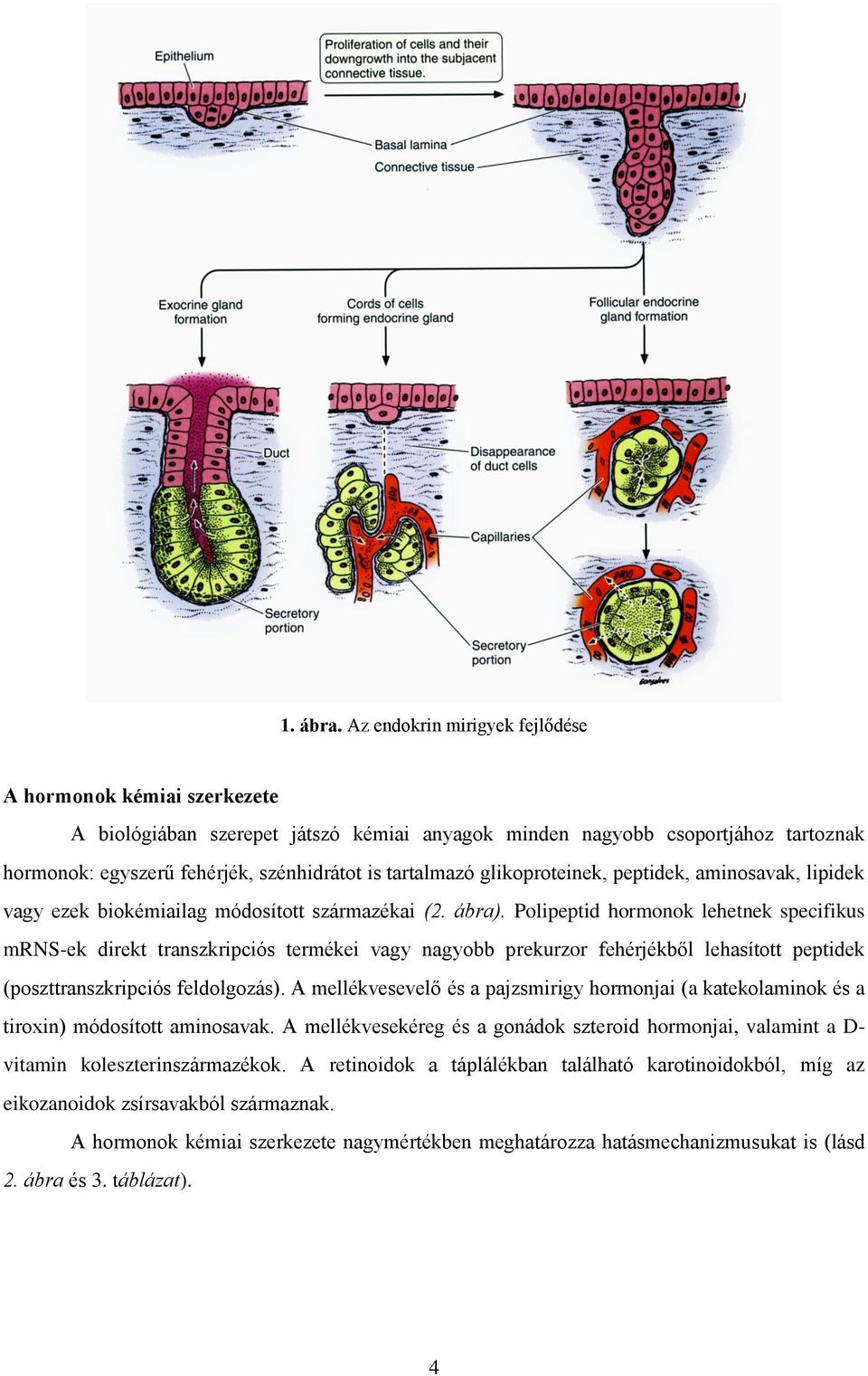 glikoproteinek, peptidek, aminosavak, lipidek vagy ezek biokémiailag módosított származékai (2. ábra).