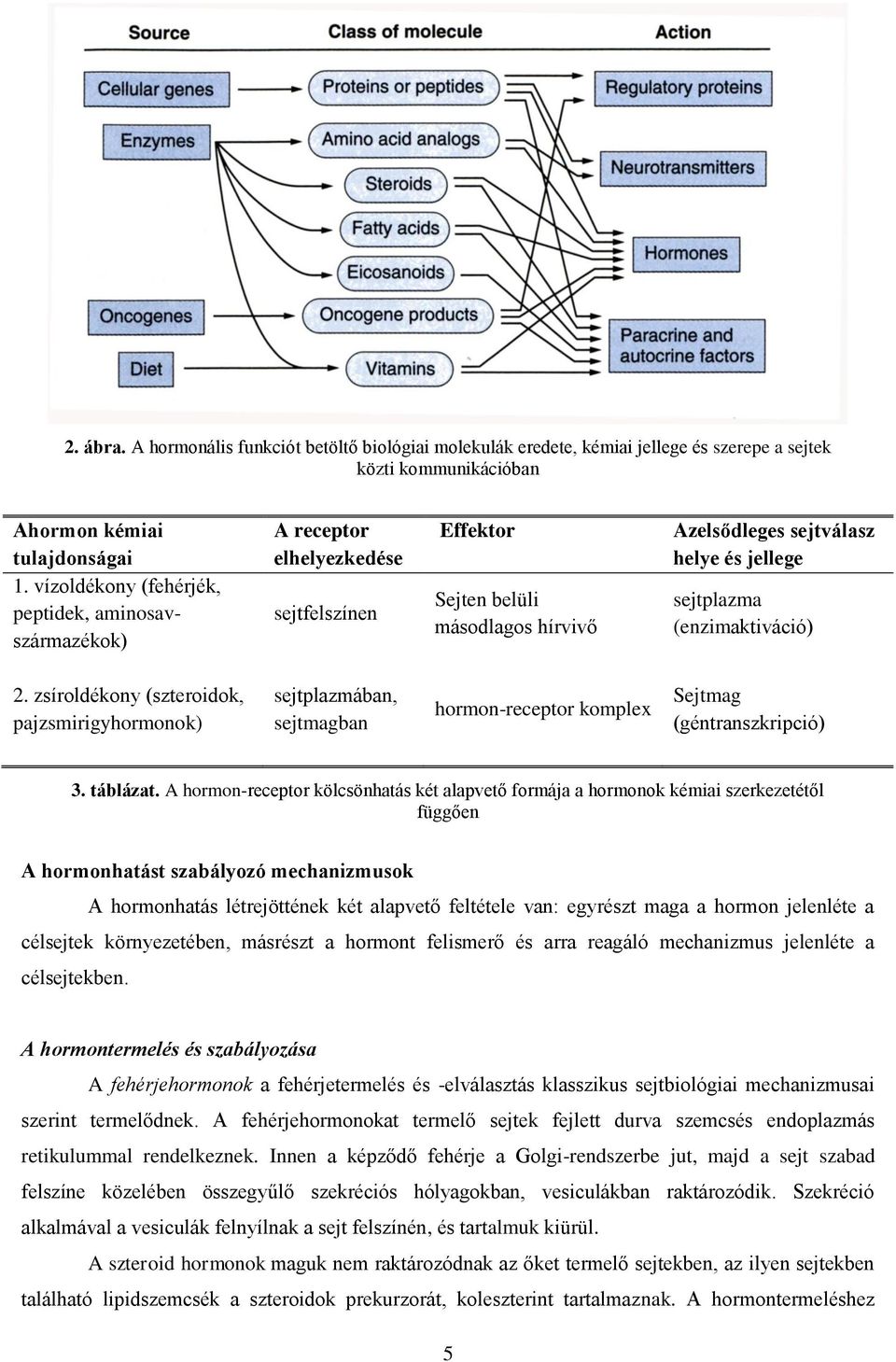 (enzimaktiváció) 2. zsíroldékony (szteroidok, pajzsmirigyhormonok) sejtplazmában, sejtmagban hormon-receptor komplex Sejtmag (géntranszkripció) 3. táblázat.