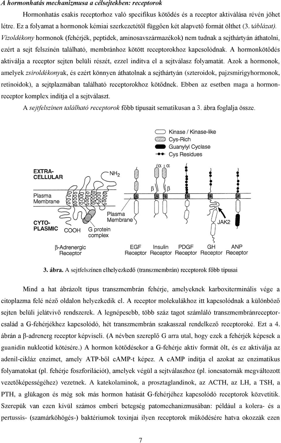 Vízoldékony hormonok (fehérjék, peptidek, aminosavszármazékok) nem tudnak a sejthártyán áthatolni, ezért a sejt felszínén található, membránhoz kötött receptorokhoz kapcsolódnak.