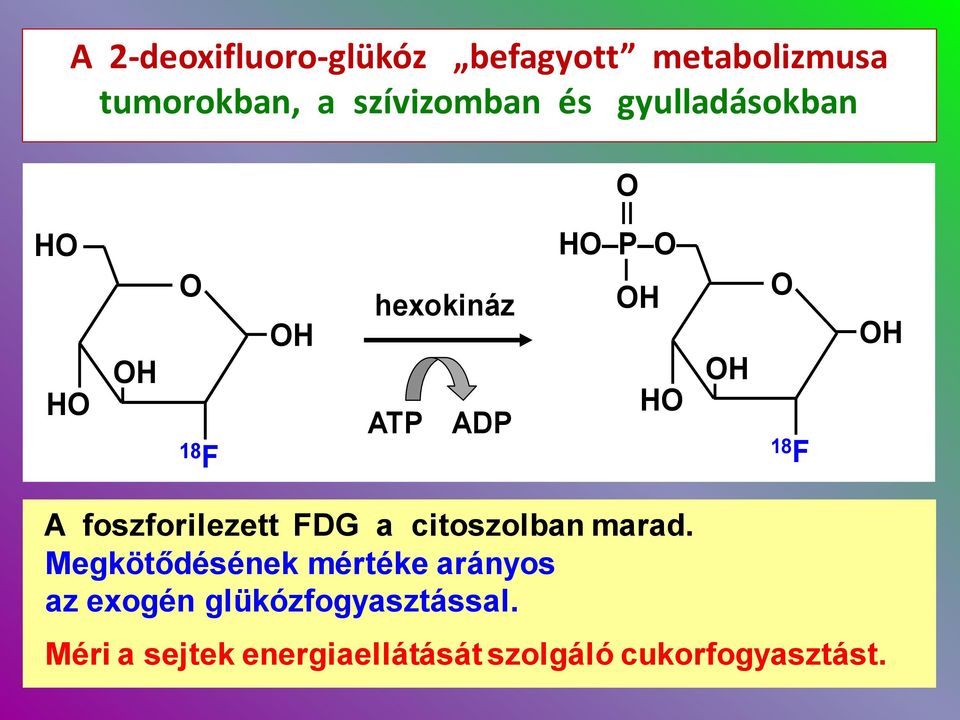 citoszolban marad. Megkötődésének mértéke arányos az exogén glükózfogyasztással.