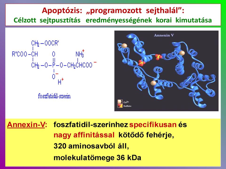 kimutatása Annexin-V: foszfatidil-szerinhez specifikusan és