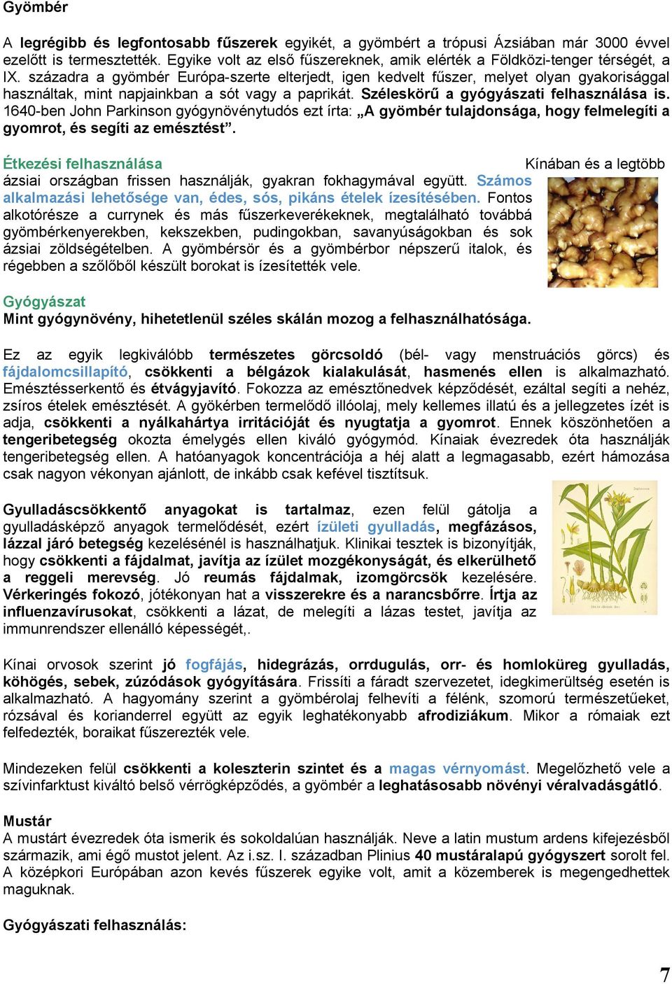 századra a gyömbér Európa-szerte elterjedt, igen kedvelt fűszer, melyet olyan gyakorisággal használtak, mint napjainkban a sót vagy a paprikát. Széleskörű a gyógyászati felhasználása is.