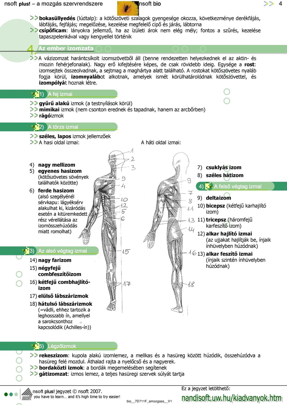 ha az ízületi árok nem elég mély; fontos a szőrés, kezelése tapaszpelenkával vagy kengyellel történik Az ember izomzata A vázizomzat harántcsíkolt izomszövetbıl áll (benne rendezetten helyezkednek el