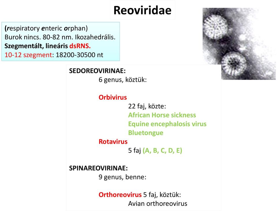 10-12 szegment: 18200-30500 nt Reoviridae SEDOREOVIRINAE: 6 genus, köztük: Orbivirus 22 faj,