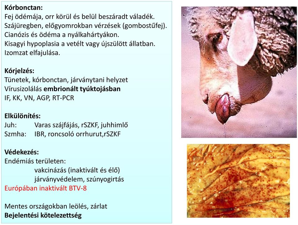 Kórjelzés: Tünetek, kórbonctan, járványtani helyzet Vírusizolálás embrionált tyúktojásban IF, KK, VN, AGP, RT-PCR Elkülönítés: Juh: Varas szájfájás,