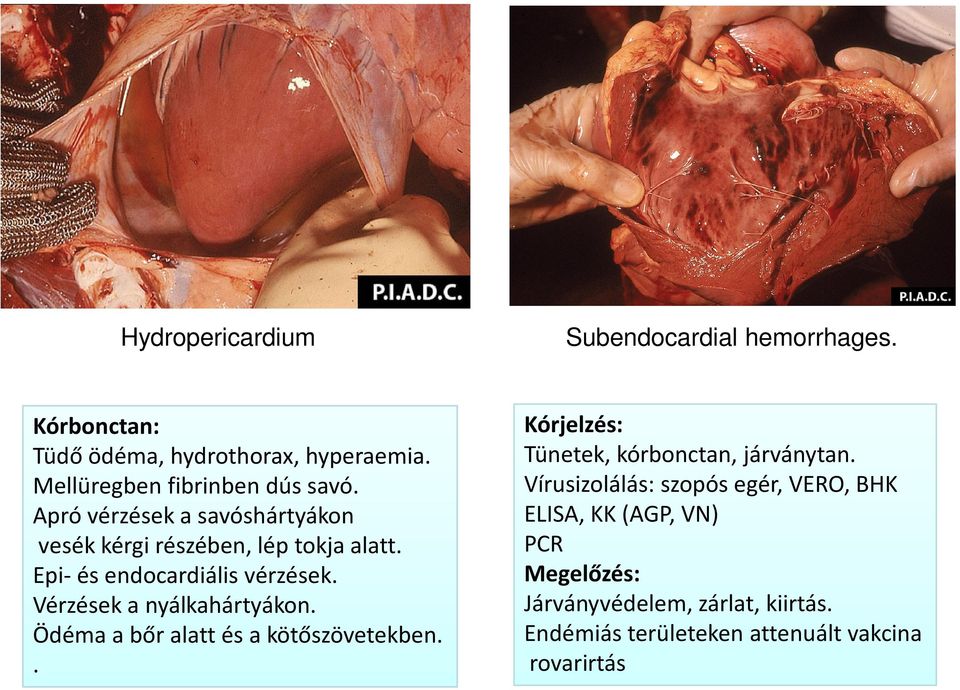 Epi-és endocardiálisvérzések. Vérzések a nyálkahártyákon. Ödéma a bőr alatt és a kötőszövetekben.