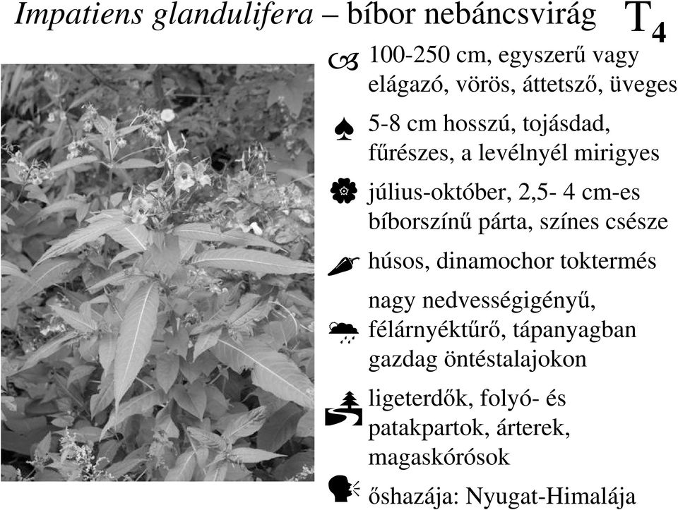 bíborszínő párta, színes csésze húsos, dinamochor toktermés nagy nedvességigényő, félárnyéktőrı,